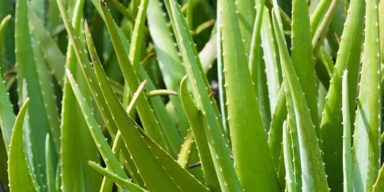 5 plantas medicinais fáceis de cultivar em casa e cheias de benefícios