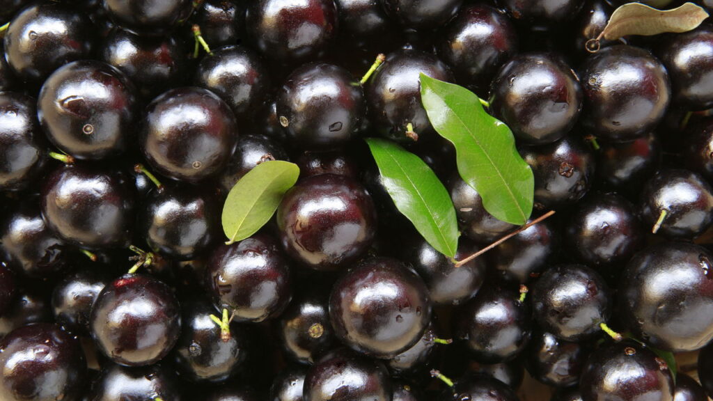 Jabuticaba no quintal? É possível cultivar mesmo com pouco espaço!
